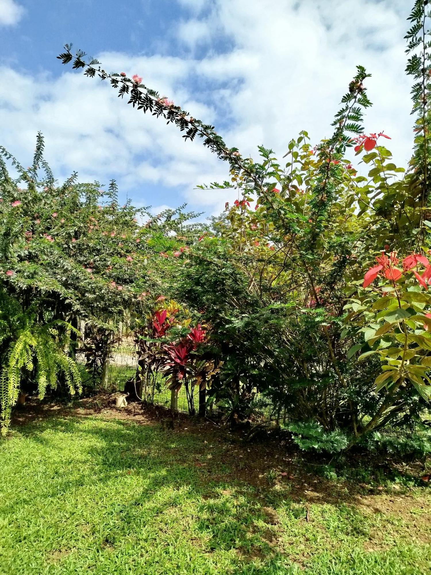 Paraiso Verde Siqurres Da Alegria Chambre photo